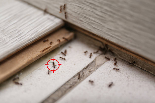 Best Affordable Pest Control Services  in Bayou Cane, LA