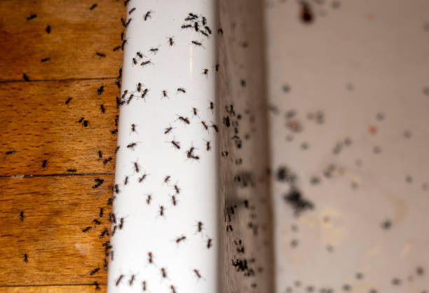 Wildlife Control Services in Bayou Cane, LA