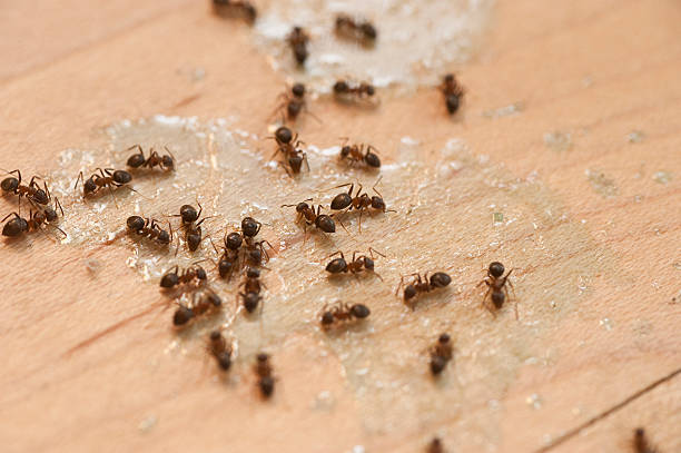 Best Termite Control Services  in Bayou Cane, LA